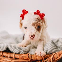 Purple Girl - Cream female Cavapoo puppy in Mckinney, Texas from Doodles of North Tx