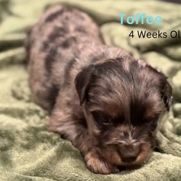 Toffee - Blue merle male Miniature Australian Shepherd puppy in Oronogo, Missouri from Dutton's Show Me Farms