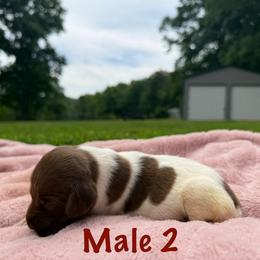 Brew - Liver roan male German Shorthaired Pointer puppy in Axton, Virginia from Red Clay Kennels