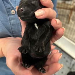 Charlie Brown - Black male Scottish Terrier puppy in Crossville, Tennessee from Cavern Kennels