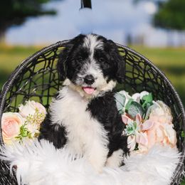 Bordoodle Puppies from 2J 2K Bordoodles
