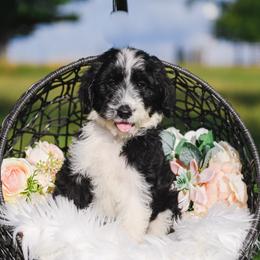 Bordoodle Puppies from 2J 2K Bordoodles