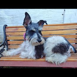 Gypsy - Miniature Schnauzer