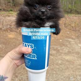 Tiny Brindle boy (teacup) - Black and brindle male Pomeranian puppy in Kentucky from Em&M Pomeranians