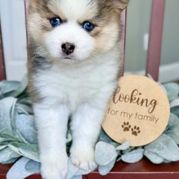 Mango - Tri-color male Pomsky puppy in Antioch, California from Golden State Pomskies