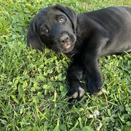 Labrador Retriever Puppies from Hunter’s Moon Retrievers