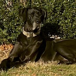 Raven - Great Dane