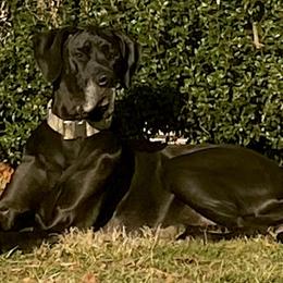 Raven - Great Dane
