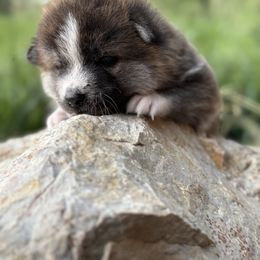 Japanese Akitainu Puppies from Havoc Akitas