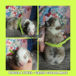 Green Male - White and red male Pembroke Welsh Corgi puppy in Wayne City, Illinois from Lash Livestock & Corgis