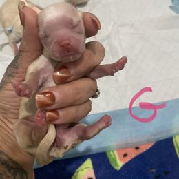 Glinda - Cream and white female Shih Tzu puppy in Manahawkin, New Jersey from Lilly’s Seashore Shih Tzus