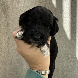 Ace - Black male Goldendoodle puppy in Clinton, Utah from Golden Law Kennels