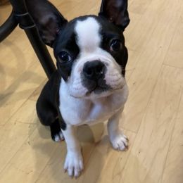 Boston Terrier Puppies from Columbus Boston Terriers