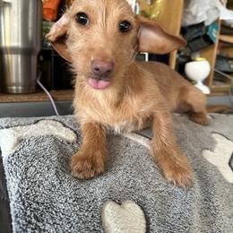 Carmella - Dachshund