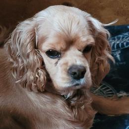 Cocker Spaniels from Postalspaniel of Many Colors