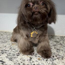 Shih Tzu Puppies from Mosley Kennel Shih Tzu