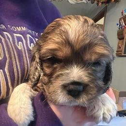 Drake - Silver male Cockapoo puppy in Wellington, Kansas from Brian’s Puppies