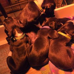 Boxer puppies from Ashley Rhodes