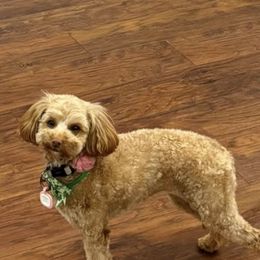 Piper - Goldendoodle