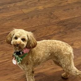 Piper - Goldendoodle