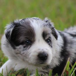 Bri - Blue merle female Border Collie puppy in Tylertown, Mississippi from Cool Meadow Farms