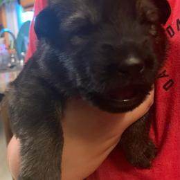 Male 2 - Sable male German Shepherd puppy in Effingham County, Illinois from Delaney Working Dogs