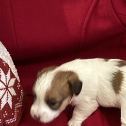 Girl 5 - Russell Terrier puppy from Hawk’s Nest Kennels