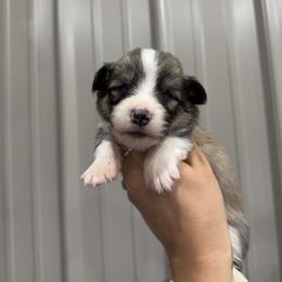 Bigfoot - Fawn male Pembroke Welsh Corgi puppy in Mona, Utah from Sorensen Corgis