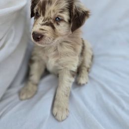 Elsa - Red merle female Australian Shepherd puppy in Kingman, Arizona from Long Mt Aussies