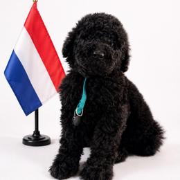 Netherlands - Black female Goldendoodle puppy in Houston, Texas from Were The Mack'Doodles