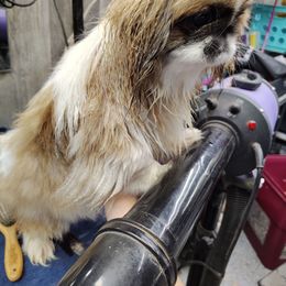 Pooff - Pekingese