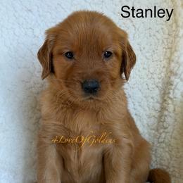 Stanley - Dark golden male Golden Retriever puppy in La Verne, California from 4LoveofGoldens