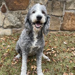 Ellie - Sheepadoodle