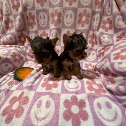 M1 - Black and gold male Yorkshire Terrier puppy in Madera, California from Rosann's Yorkshire Terriers