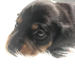 Dachshund Puppies from Pasek Kennels