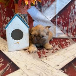 Freddie - Red male Shih Tzu puppy in Success, Missouri from Sweet Success