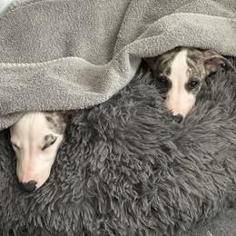 Whippet Puppies from Smithfield Park