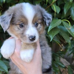 Fern - Blue merle female Miniature American Shepherd puppy in Santa Rosa, California from BennettValleyAussies