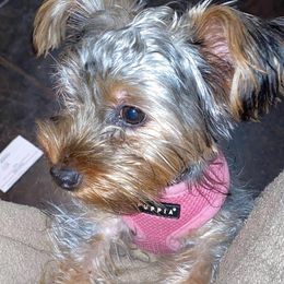 Poptart - Yorkshire Terrier