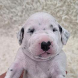 Vale (Green Collar Boy) - White and black male Dalmatian puppy in Centereach, New York from LINY Dalmatians