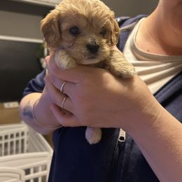 Belle - Ruby female Cavachon puppy in Southbridge, Massachusetts from Caraid Cavachons