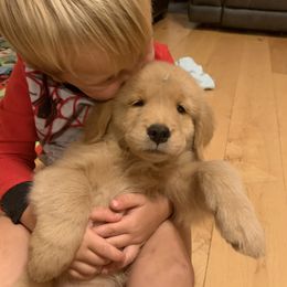 Golden Retriever Puppies from Lake Champlain Goldens