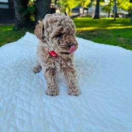 Larry Bird - Cream male Goldendoodle puppy in Piedmont, Oklahoma from Perdue Puppies