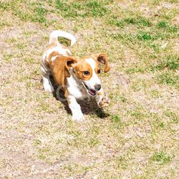 Blaze - Red Dachshund puppy in Milford, Utah from Rockindachs