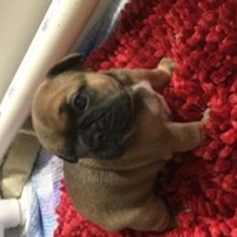 French Bulldog Puppies from PNW French Bulldogs