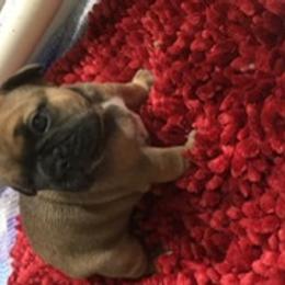French Bulldog Puppies from PNW French Bulldogs