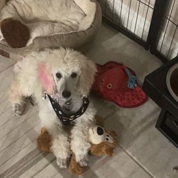 Maltese, Maltipoos, and Yorkipoos from Boujeepups