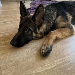 Boy 1 - German Shepherd puppy in Illinois from Dimitrova Shepherds