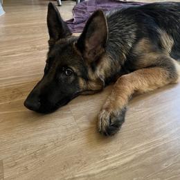 Boy 1 - German Shepherd puppy in Illinois from Dimitrova Shepherds
