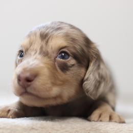 Quantum - Dapple male Dachshund puppy in Alto, Texas from Prima Dachshunds